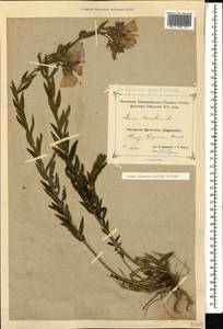 Linum hypericifolium Salisb., Caucasus, Dagestan (K2) (Russia)