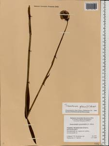 Traunsteinera globosa (L.) Rchb., Eastern Europe, West Ukrainian region (E13) (Ukraine)