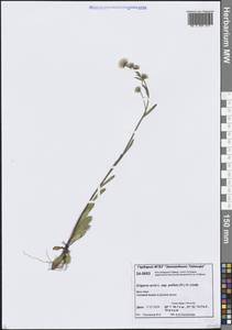 Erigeron politus Fr., Siberia, Central Siberia (S3) (Russia)