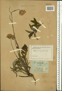 Jurinea cyanoides (L.) Rchb., Eastern Europe, South Ukrainian region (E12) (Ukraine)