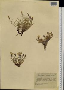 Dianthus repens Willd., Siberia, Russian Far East (S6) (Russia)