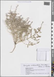 Caroxylon scleranthum (C.A.Mey.) Akhani & Roalson, Middle Asia, Syr-Darian deserts & Kyzylkum (M7) (Uzbekistan)