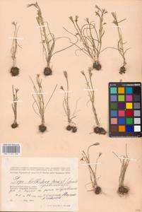 Gagea bulbifera (Pall.) Salisb., Eastern Europe, Lower Volga region (E9) (Russia)
