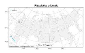 Platycladus orientalis (L.) Franco, Atlas of the Russian Flora (FLORUS) (Russia)