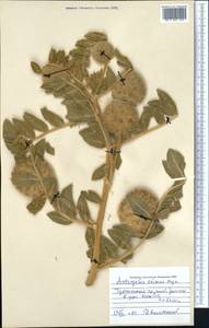 Astragalus eximius Bunge, Middle Asia, Pamir & Pamiro-Alai (M2) (Uzbekistan)