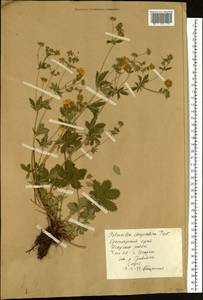 Potentilla chrysantha Trevir., Siberia, Central Siberia (S3) (Russia)