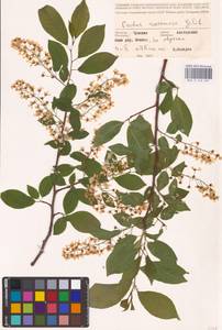 Prunus padus L., Eastern Europe, Middle Volga region (E8) (Russia)