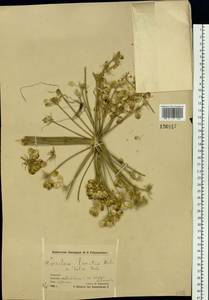 Heracleum sphondylium subsp. elegans (Crantz) Schübl. & G. Martens, Siberia, Chukotka & Kamchatka (S7) (Russia)