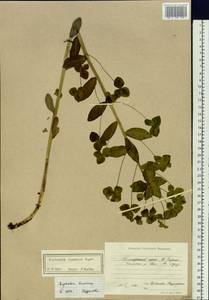 Euphorbia lucorum Rupr., Siberia, Russian Far East (S6) (Russia)