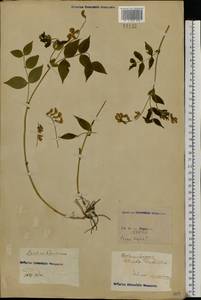 Lathyrus vernus (L.) Bernh., Eastern Europe, North Ukrainian region (E11) (Ukraine)