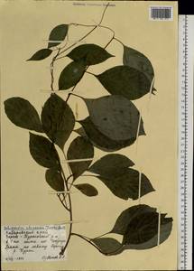 Schisandra chinensis (Turcz.) Baill., Siberia, Russian Far East (S6) (Russia)