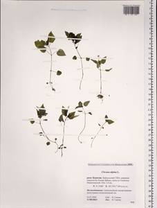 Circaea alpina L., Siberia, Baikal & Transbaikal region (S4) (Russia)
