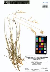 Poa pratensis L., Siberia, Baikal & Transbaikal region (S4) (Russia)