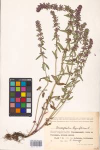 MHA 0 155 957, Dracocephalum thymiflorum L., Eastern Europe, Lower Volga region (E9) (Russia)