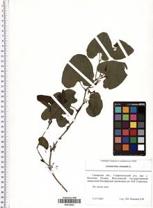 Aristolochia clematitis L., Eastern Europe, Middle Volga region (E8) (Russia)