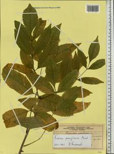 Fraxinus pennsylvanica Marshall, Eastern Europe, Moscow region (E4a) (Russia)