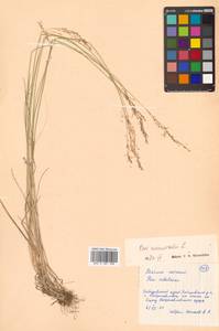 Poa nemoralis L., Siberia, Russian Far East (S6) (Russia)