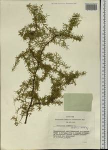 Juniperus communis L., Siberia, Central Siberia (S3) (Russia)