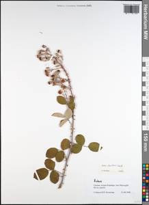 Rubus ulmifolius Schott, Western Europe (EUR) (Greece)
