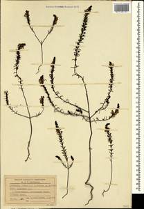 Odontites luteus (L.) Clairv., Crimea (KRYM) (Russia)