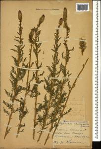 Myricaria bracteata Royle, Caucasus, Krasnodar Krai & Adygea (K1a) (Russia)