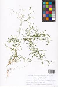 Stellaria longifolia (Regel) Muhl. ex Willd., Eastern Europe, Moscow region (E4a) (Russia)