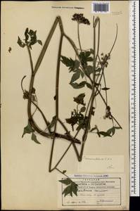 Cervaria cervariifolia (C. A. Mey.) Pimenov, Caucasus, Azerbaijan (K6) (Azerbaijan)