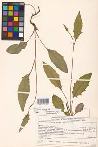 Hieracium lachenalii subsp. deductum (Sudre) Greuter, Eastern Europe, North-Western region (E2) (Russia)