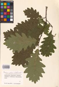 Quercus petraea (Matt.) Liebl., Eastern Europe, Belarus (E3a) (Belarus)