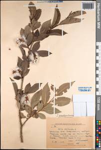 Salix pseudopentandra (Flod.) Flod., Siberia, Russian Far East (S6) (Russia)