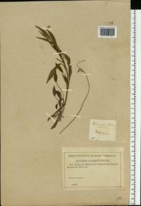 Ranunculus flammula, Eastern Europe, Western region (E3) (Russia)