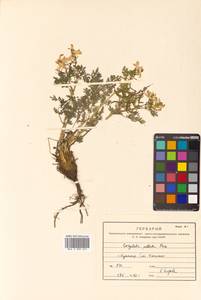 Corydalis speciosa Maxim., Siberia, Russian Far East (S6) (Russia)