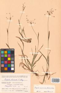 Luzula rufescens var. macrocarpa Buchenau, Siberia, Chukotka & Kamchatka (S7) (Russia)