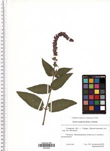 Salvia nemorosa subsp. pseudosylvestris (Stapf) Bornm., Eastern Europe, Middle Volga region (E8) (Russia)
