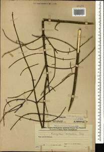 Euonymus verrucosus Scop., Caucasus, Azerbaijan (K6) (Azerbaijan)