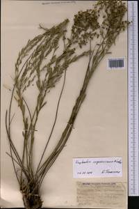 Euphorbia seguieriana Neck., Middle Asia, Northern & Central Kazakhstan (M10) (Kazakhstan)