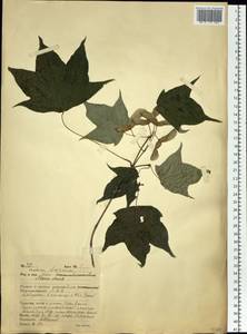 Acer pictum subsp. mono (Maxim.) H. Ohashi, Siberia, Russian Far East (S6) (Russia)