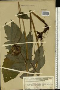 Cirsium oleraceum (L.) Scop., Eastern Europe, Volga-Kama region (E7) (Russia)