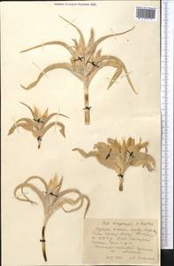 Iris narbutii O.Fedtsch., Middle Asia, Western Tian Shan & Karatau (M3) (Kazakhstan)