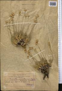 Trichanthemis karataviensis Regel & Schmalh., Middle Asia, Western Tian Shan & Karatau (M3) (Kazakhstan)