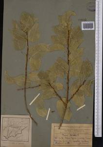 Prunus mahaleb L., Middle Asia, Pamir & Pamiro-Alai (M2) (Tajikistan)