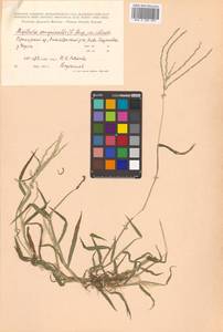 Digitaria sanguinalis (L.) Scop., Siberia, Russian Far East (S6) (Russia)