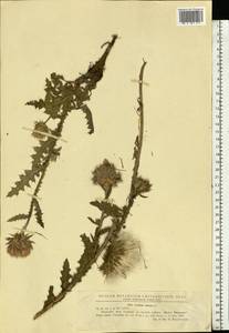 Carduus nutans, Eastern Europe, West Ukrainian region (E13) (Ukraine)