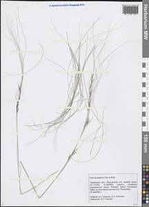 Stipa lessingiana Trin. & Rupr., Eastern Europe, Central forest-and-steppe region (E6) (Russia)