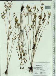 Halenia corniculata (L.) Cornaz, Siberia, Baikal & Transbaikal region (S4) (Russia)