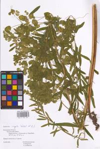 Euphorbia virgata Waldst. & Kit., Eastern Europe, Central region (E4) (Russia)