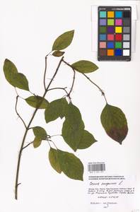 Cornus sanguinea L., Eastern Europe, Moscow region (E4a) (Russia)