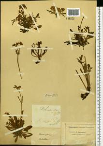 Patrinia sibirica (L.) Juss., Siberia, Baikal & Transbaikal region (S4) (Russia)