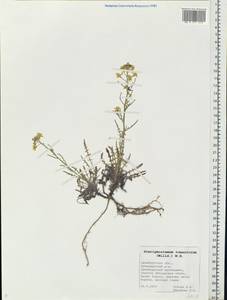 Sterigmostemum caspicum (Lam. ex Pall.) Kuntze, Eastern Europe, Eastern region (E10) (Russia)