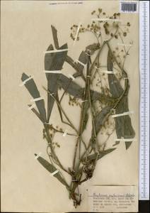 Bupleurum krylovianum Schischk. ex G. V. Krylov, Middle Asia, Northern & Central Tian Shan (M4) (Kazakhstan)
